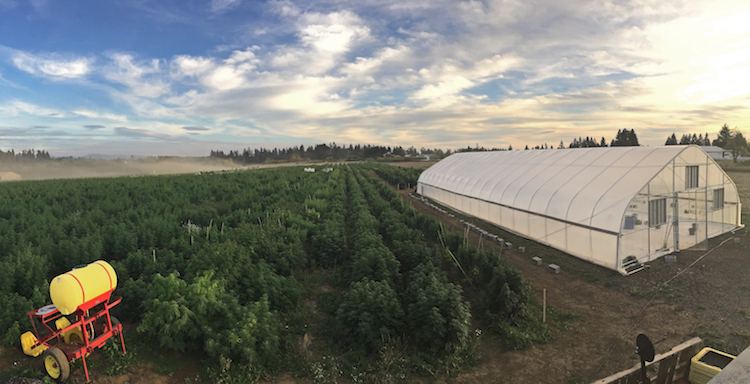 Oregon Fusion Farm Hemp