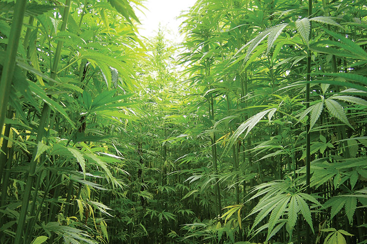 Missouri Legalizes Industrial Hemp | HEMP Magazine