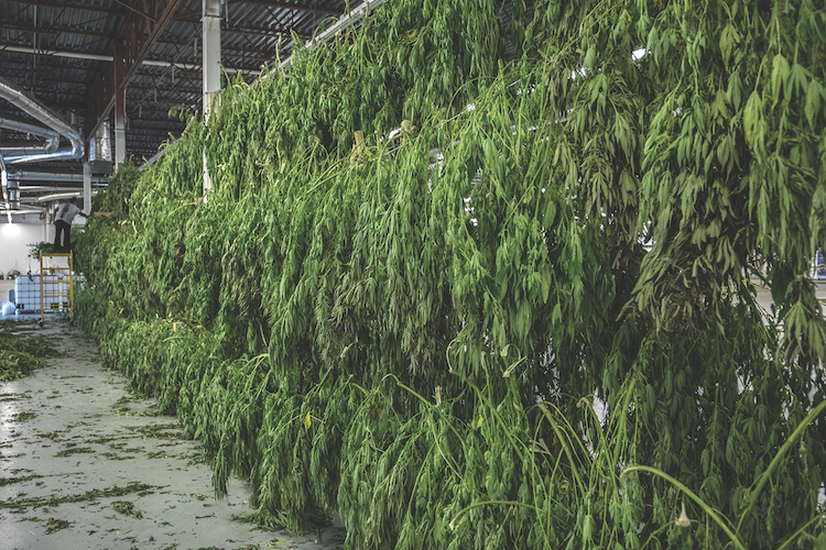 Colorado Hemp Processing Indoor 