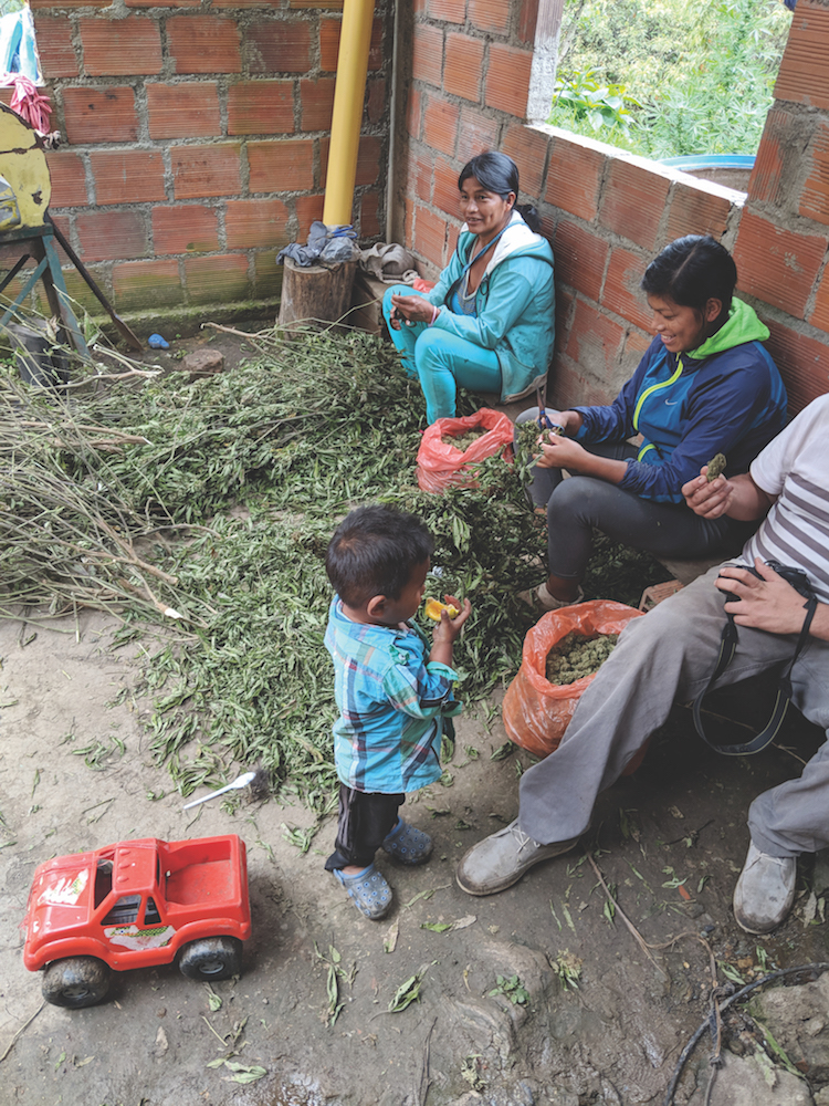 Hemp Harvest Colombia Road Trip